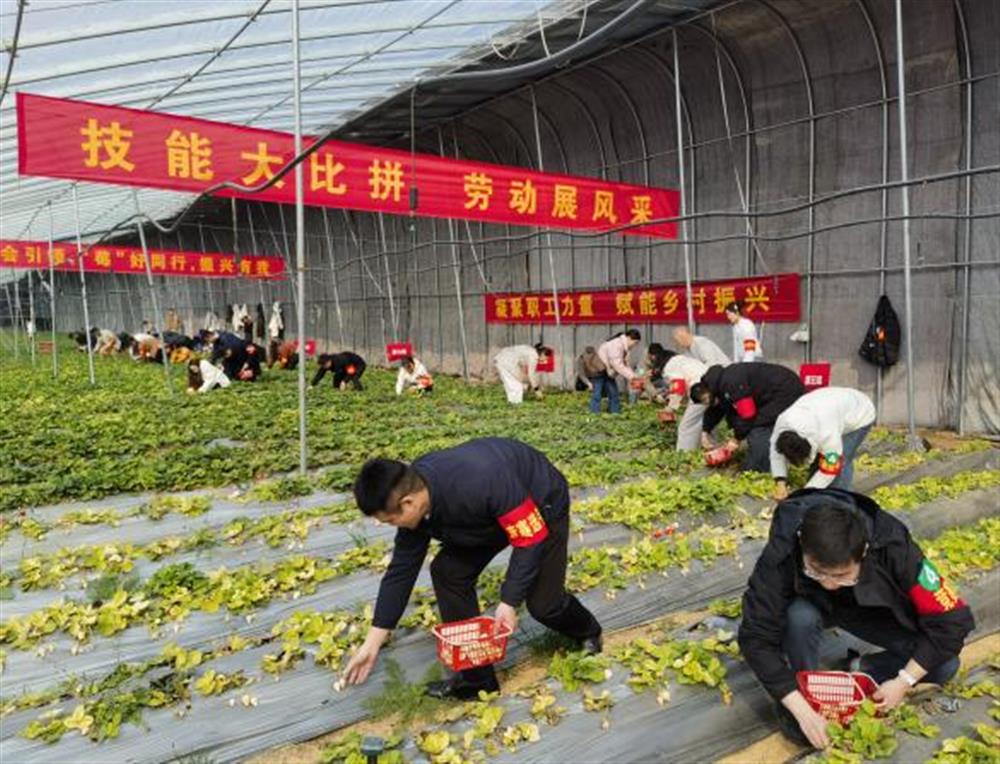 采摘競(jìng)技展風(fēng)采！產(chǎn)發(fā)集團(tuán)參加工會(huì)助力鄉(xiāng)村振興“十大行動(dòng)”工友創(chuàng)業(yè)園勞動(dòng)競(jìng)賽